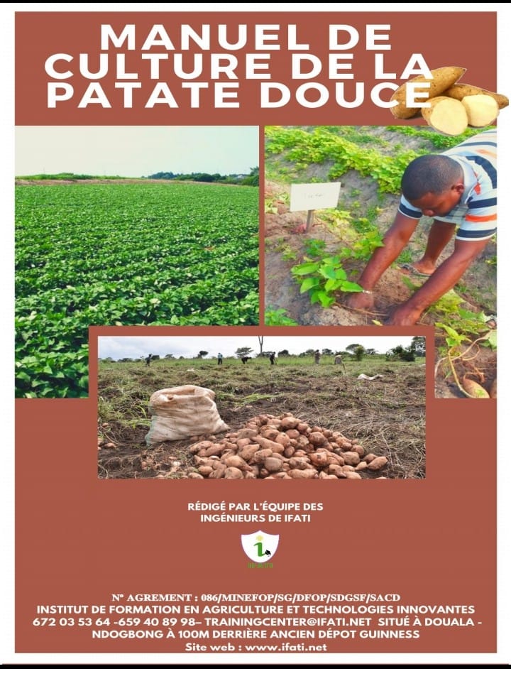 Culture  de la Patate Douce
