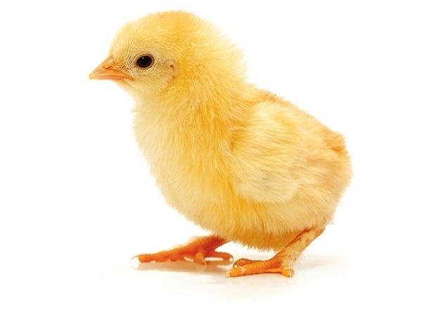 E-learning (Fabrication et gestion d'une couveuse)